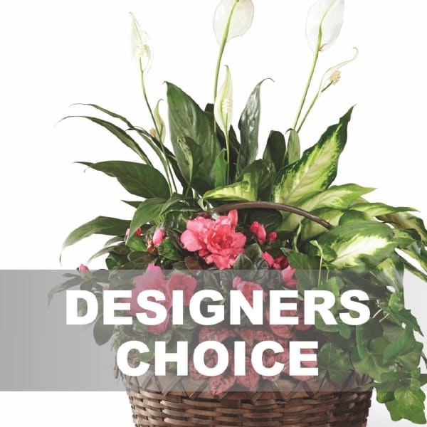 Buy/Send Arrangement of Plants Online IGP NID1321804