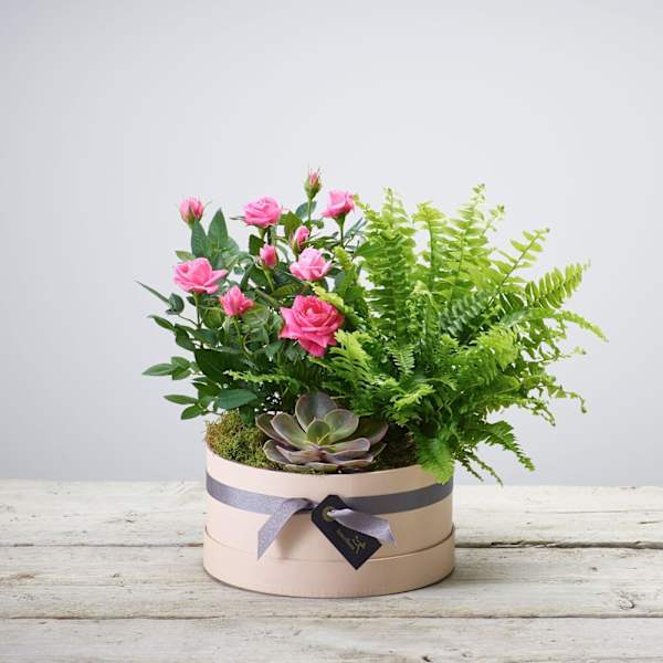 Buy/Send Arrangement of Plants Online | IGP | NID1343017