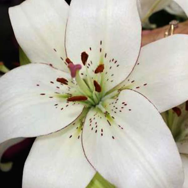 Asiatic Lilium Eyeliner (Bunch of 10)