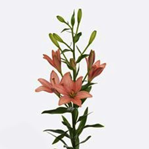 Asiatic Lilium Pink Cocotte (Bunch of 10)