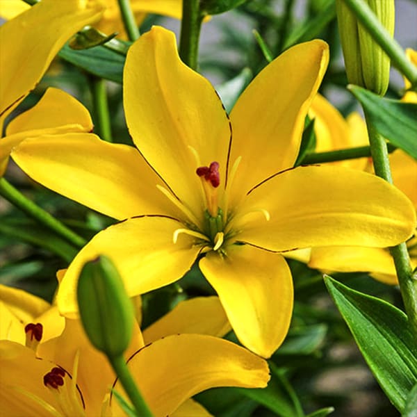 Asiatic Lilium Yellow Cocotte (Bunch of 10)