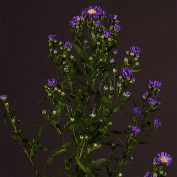 Aster Caitlyn (Bunch of 10)