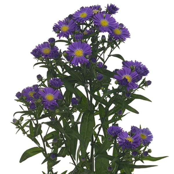 Aster Caitlyn (Bunch of 10)