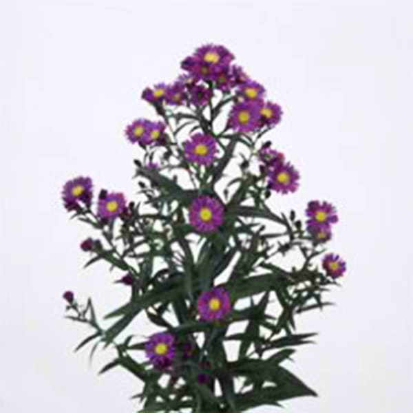 Aster Cecilia (Bunch of 10)