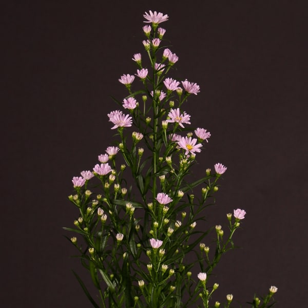 Aster Claudia (Bunch of 10)