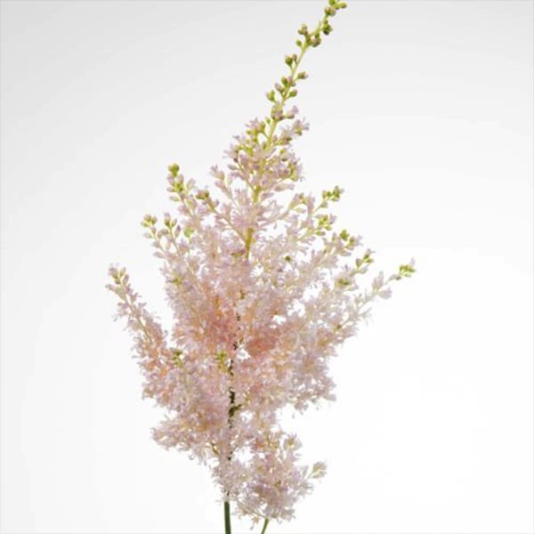 Astilbe Japonica Europa (Bunch of 10)