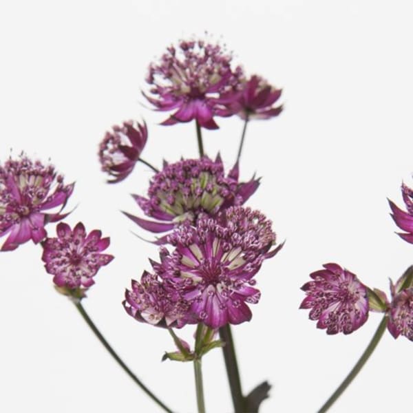 Astrantia Star or Fire (Bunch of 10)