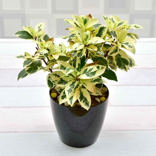 Attractive Ficus Safari Plant Moderate light/Moderate