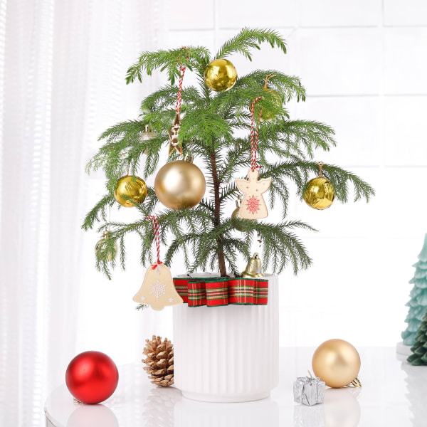 Auracaria Plant With Christmas Tree Ornaments
