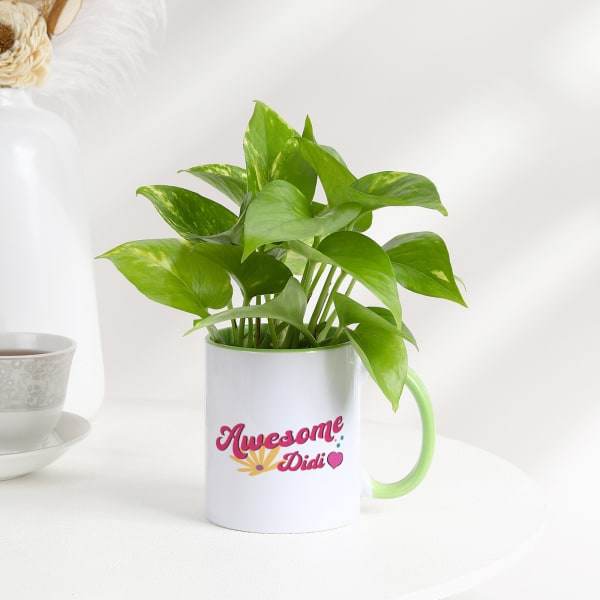 Awesome Didi Money Plant With Mug Planter