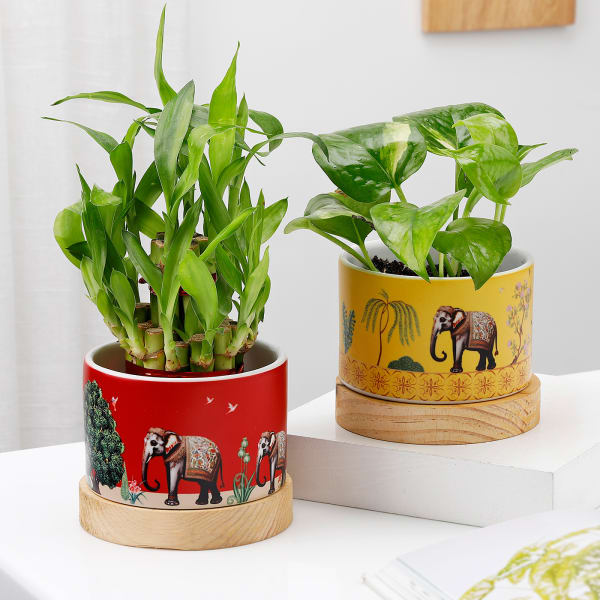 Balance Of Life- Money Plant And Bamboo Plant Combo
