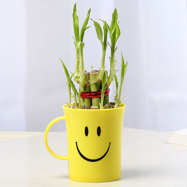 Bamboo Plant: Gift/Send Addons Gifts Online M11025366 |Igp.com