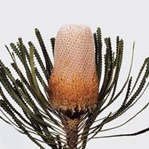 Banksia Hookeriana Peach (Bunch of 5)
