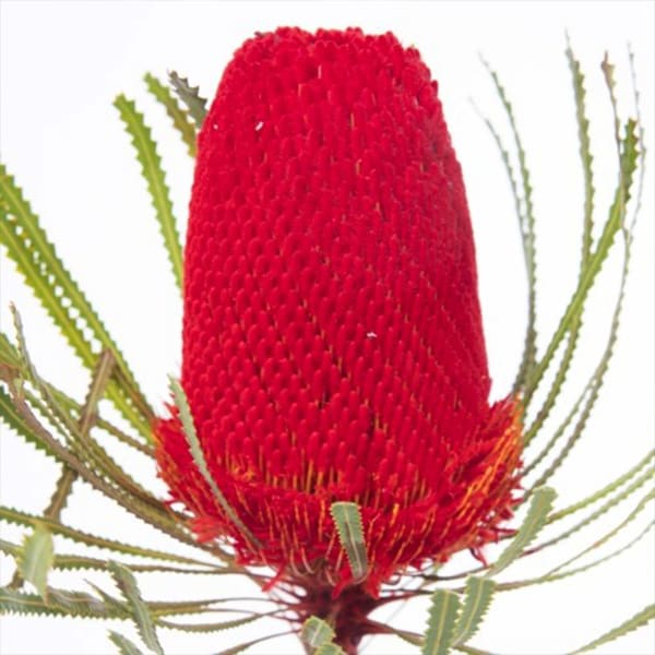 Banksia Hookeriana Red (Bunch of 5)