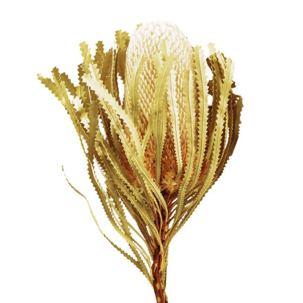 Banksia Hookeriana Yellow (Bunch of 5)