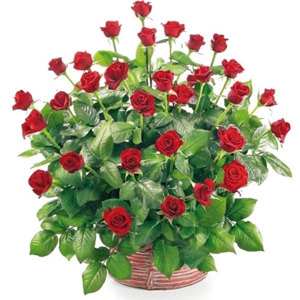 Basket of 30 roses
