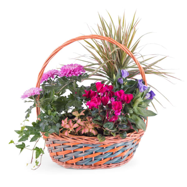 Basket of Plants