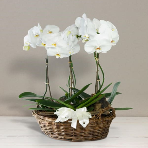 Basket with orchids