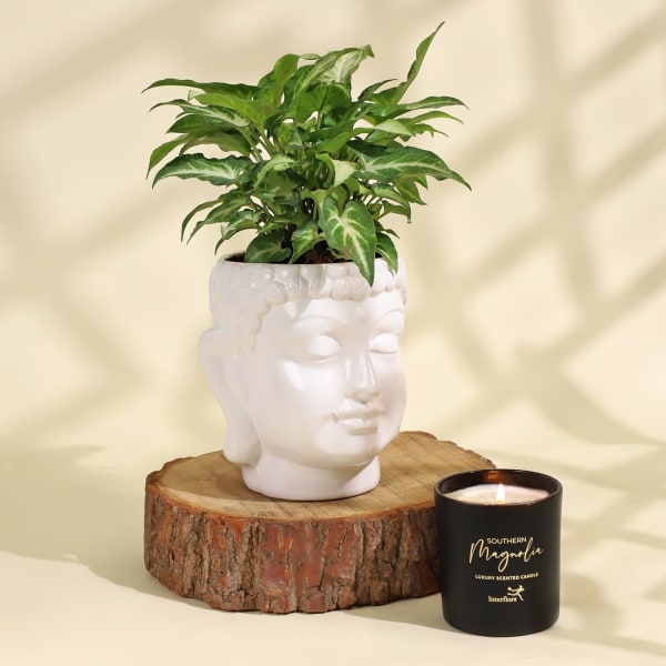 Beautiful Syngonium Plant in a Ceramic Buddha Planter