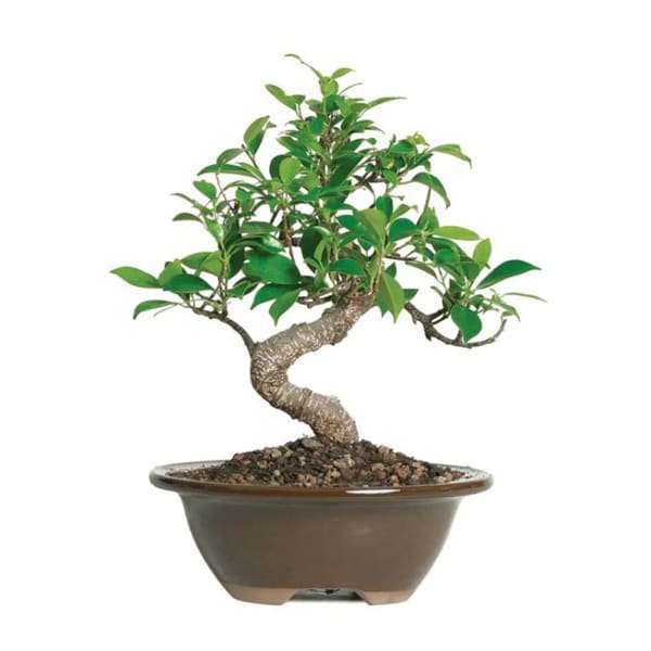 Beginner Ficus Indoor Bonsai Tree