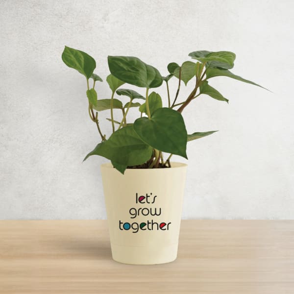 Betel Plant In Let's Grow Water Reservoir Planter