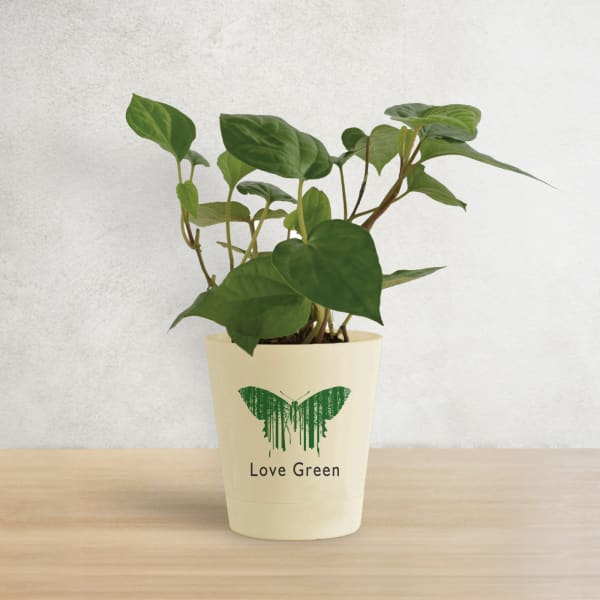 Betel Plant In Love Grows Planter