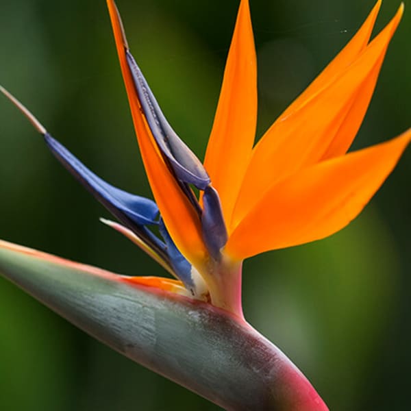 Birds of Paradise (Bunch of 10)