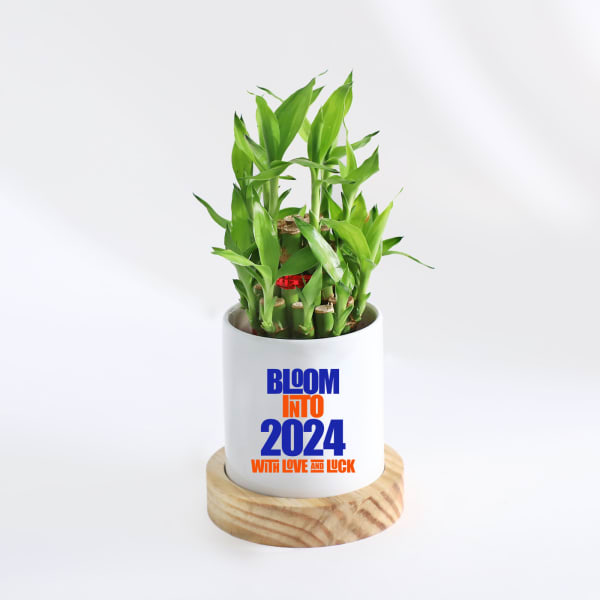 Bloom Into 2024 Bamboo Plant With Pot