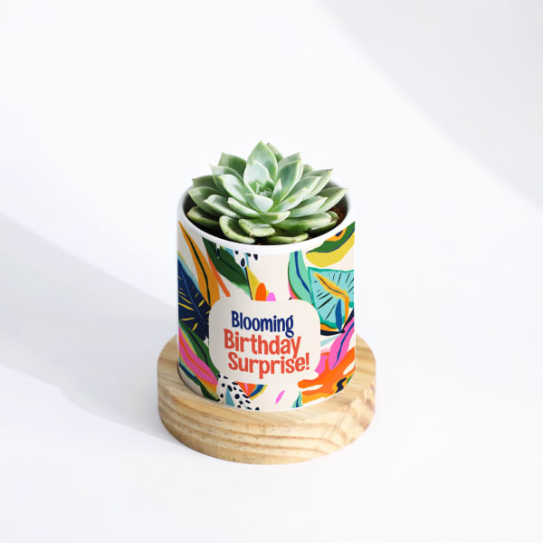 Blooming Birthday Surprise Personalized Echeveria Succulent With Pot
