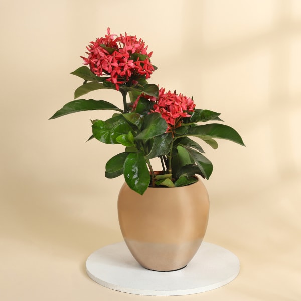 Blooming Ixora Plant in a Metal Planter