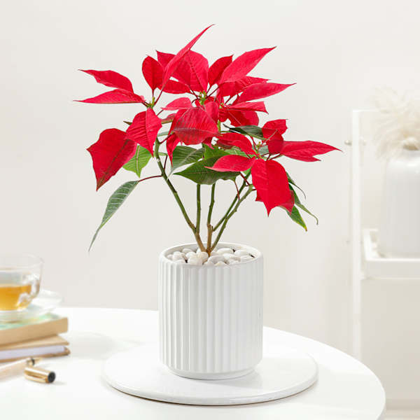 Blooming Red Poinsettia And Ceramic Pot