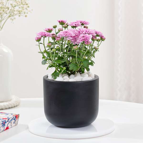 Blossoming Chrysanthemum And Midnight Clay Pot