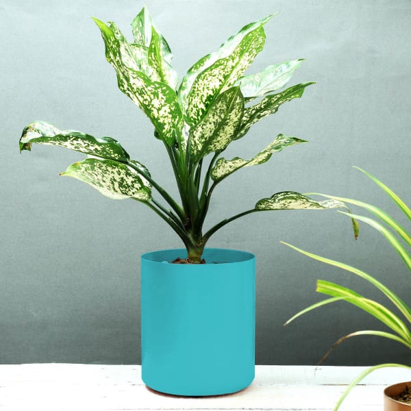 Blue Cylindrical Planter (Without Plant)