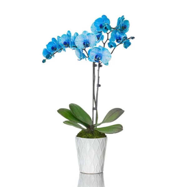 Blue Orchids