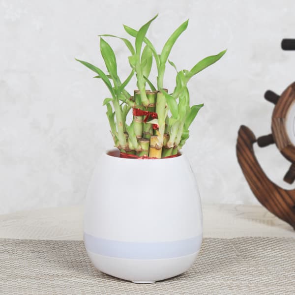 plant bluetooth speaker