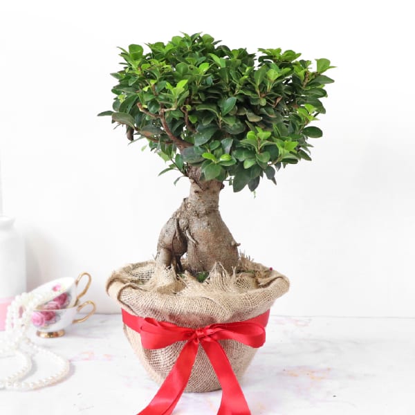 Bonsai Plant in Jute Wrapping with Planter