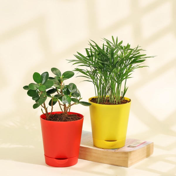 Boxwood Buxus and Bamboo Palm Plants in Radiant Planters