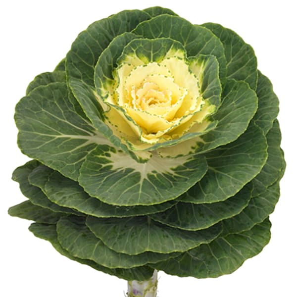 Brassica Anchutka (per Stem)