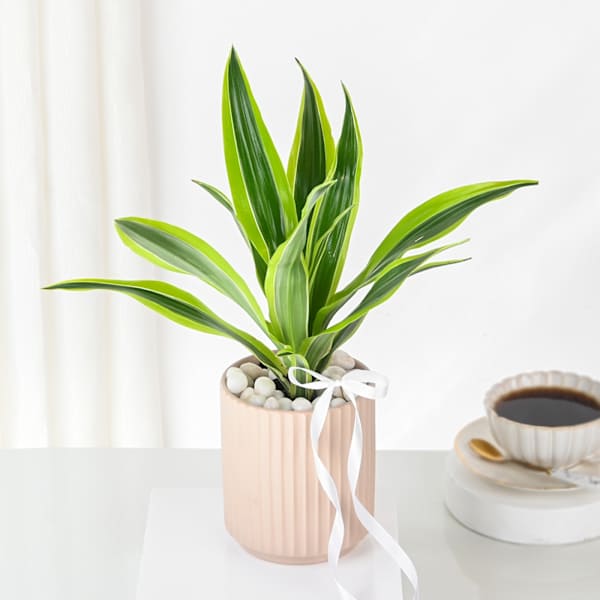Bright Dracaena Planter Gift