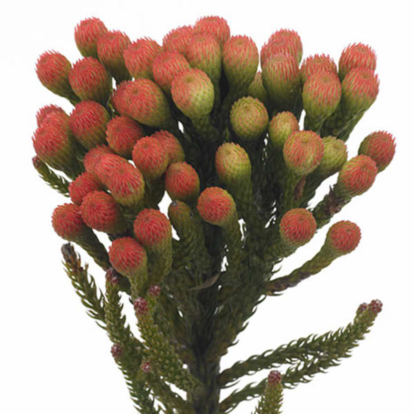 Brunia Laevis Red (Bunch of 10)