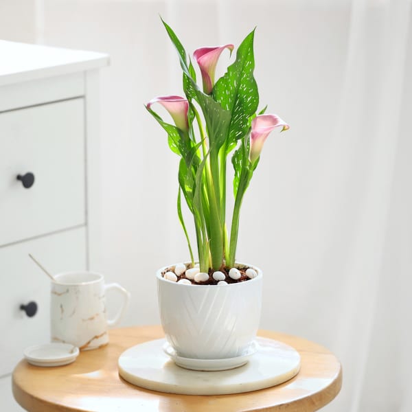 Calla Lily Plant With Planter