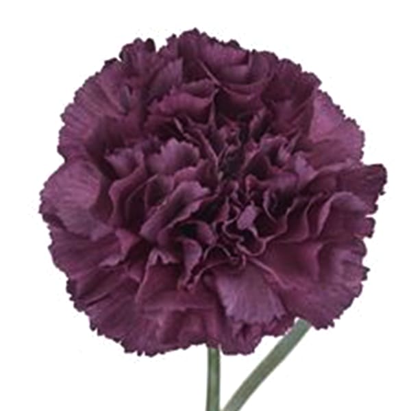 Carnation Extasis (Bunch of 20)