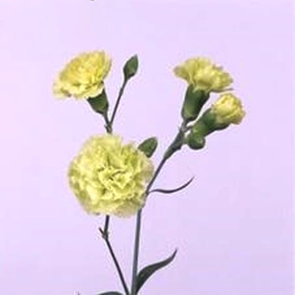 Carnation Spr. Ballentyne (Bunch of 20)