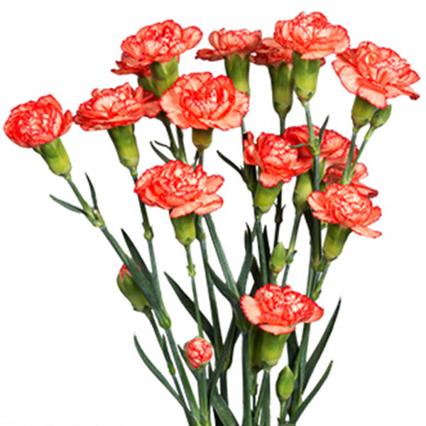 Carnation Spr. Guadaloupe Select (Bunch of 20)