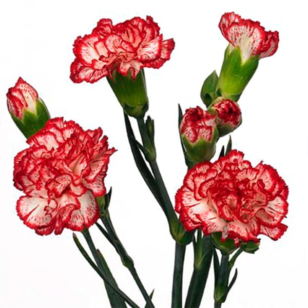 Carnation Spr. Minuetto Hf (Bunch of 20)
