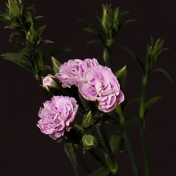 Carnation Spr. Raffine Odille (Bunch of 20)