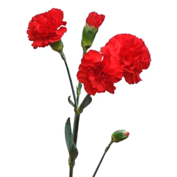 Carnation Spr. Scarlet (Bunch of 20)