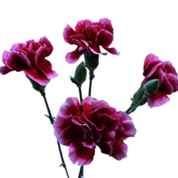 Carnation Spr. Tessino (Bunch of 20)
