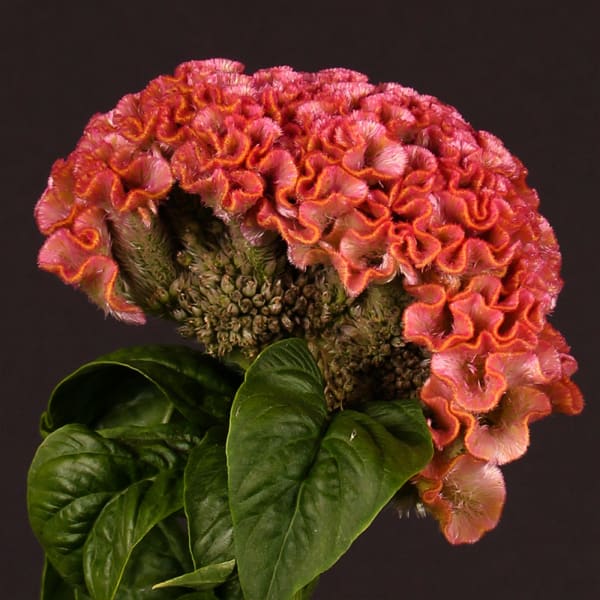 Celosia Pink Delight (Bunch of 5)