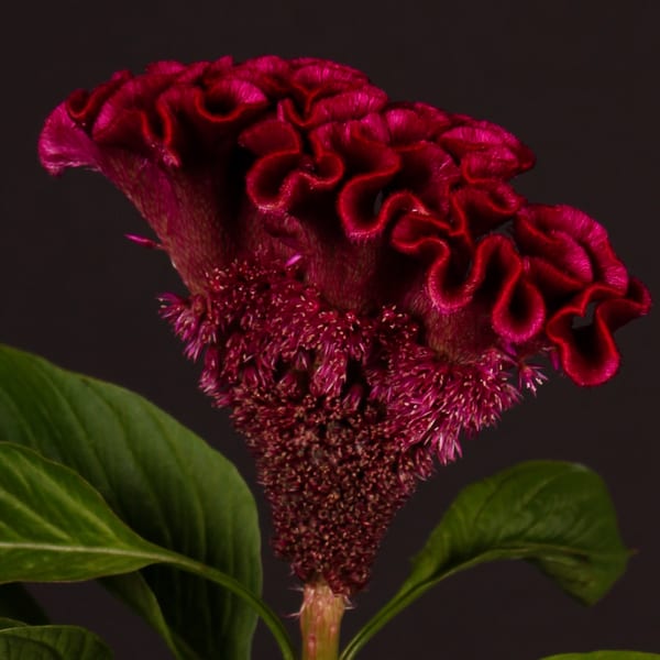 Celosia Wicked (Bunch of 5)